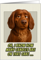 Sussex Spaniel Dog Humorous Getting Older Birthday card