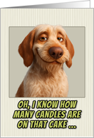 Spinone Italiano Dog Humorous Getting Older Birthday card