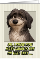 Schapendoes Dog Humorous Getting Older Birthday card