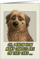 Pyrenean Shepherd Dog Humorous Getting Older Birthday card