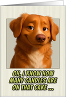 Nova Scotia Duck Tolling Retriever Dog Humorous Getting Older Birthday card