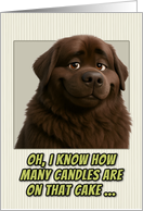 Newfoundland Dog Humorous Getting Older Birthday card