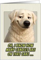 Kuvasz Dog Humorous Getting Older Birthday card