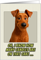 Irish Terrier Dog Humorous Getting Older Birthday card