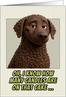 Curly Coated Retriever Dog Humorous Getting Older Birthday card