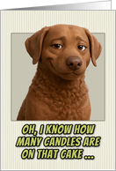 Chesapeake Bay Retriever Dog Humorous Getting Older Birthday card