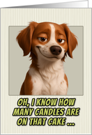 Brittany Spaniel Dog Humorous Getting Older Birthday card