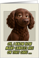 Boykin Spaniel Dog Humorous Getting Older Birthday card