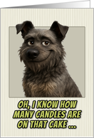 Bouvier des Ardennes Dog Humorous Getting Older Birthday card