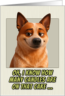 Australian Red Heeler Dog Humorous Getting Older Birthday card