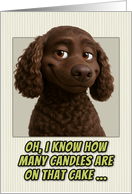 American Water Spaniel Dog Humorous Getting Older Birthday card