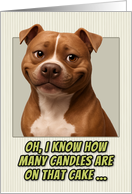American Pitbull Terrier Dog Humorous Getting Older Birthday card