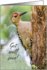 Woodpecker on Tree Photography Get Well Soon card