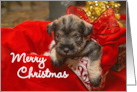 Merry Christmas Miniature Schnauzer in a Basket Holiday card