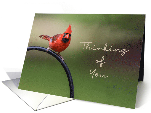 Red Cardinal Bird Thinking of You card (1850698)