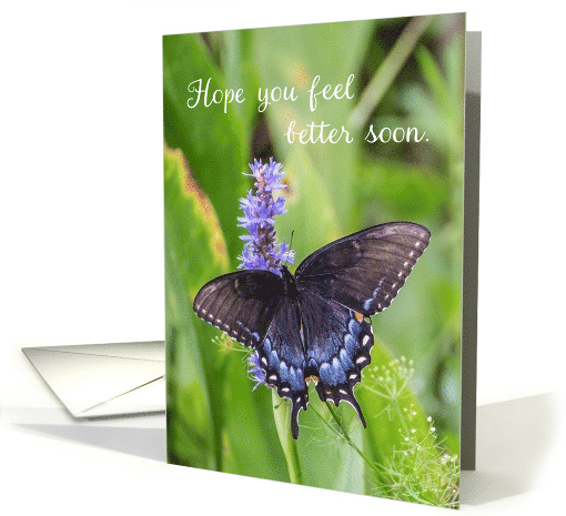 Hope You Feel Better Soon Black Swallowtail Butterfly on... (1852326)