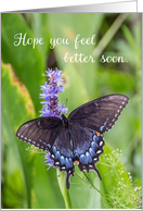 Hope You Feel Better Soon Black Swallowtail Butterfly on Purple Flower card