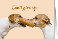 Encouragement Don’t Give Up Jack Russell Dogs Fighting Over Toy card