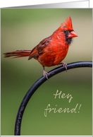 Red Cardinal Sitting on a Perch Photography Hey Friend card