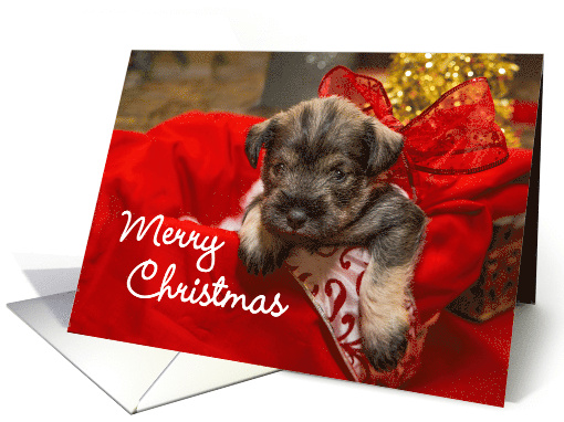 Merry Christmas Miniature Schnauzer in a Basket Holiday card (1870152)