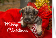 Merry Christmas Miniature Schnauzer in a Basket Holiday card