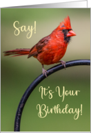 It’s Your Birthday Red Cardinal on Perch card