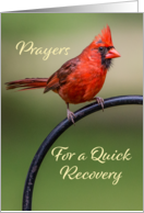 Prayers for a Quick Recovery Red Cardinal on Perch card