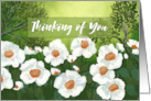 Thinking of You Painterly White Flowers Meadow card