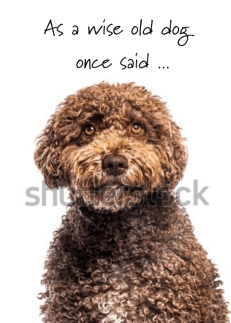 Birthday Humor Spanish Water Dog Photo