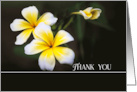 Thank You White and Yellow Plumeria Flowers card
