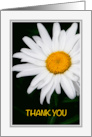 Thank You White Daisy Floral Photograph card