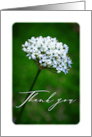 Thank You Single White Flower On Dark Green card