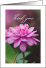 Thank You Pretty Pink Zinnia Flower card