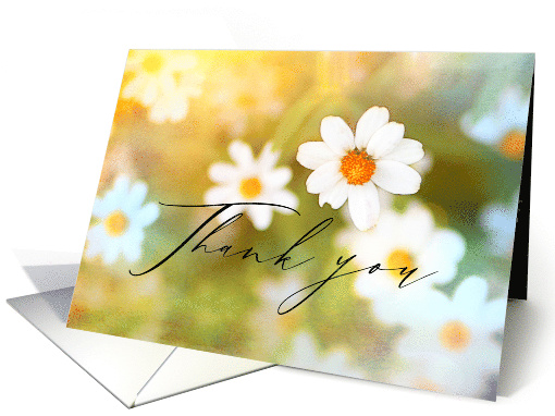 Thank You Dreamy White And Yellow Flowers Photography... (1919750)