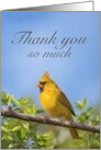 Thank You So Much Yellow Cardinal on Branch card