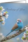Thinking of You Cordon Bleu Bird on Blossoming Branch card