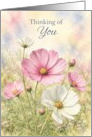 Thinking of You Pink and White Cosmos Flowers card