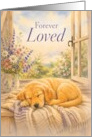 Pet Sympathy Golden Retriever Sleeping by Garden Window card