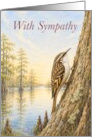 Sympathy Brown Creeper on Cypress Tree by Water card