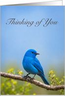 Thinking of You Blue Songbird Perched on Branch