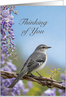 Thinking of You Mockingbird with Purple Wisteria Blossoms