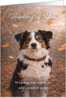 Thinking of You Australian Shepherd Dog in Autumn