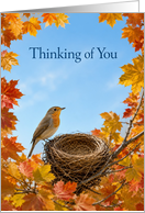 Thinking of You Robin Beside Empty Nest in Autumn