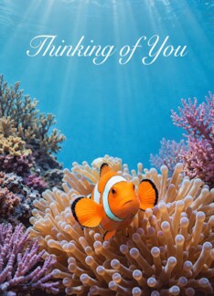 Thinking of You Clownfish Among Coral Reef Anemones
