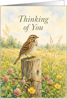 Thinking of You Song Sparrow in Clover Meadow