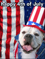 4th of July, independence day,usa,america,day of independence,dog,stars and stripes,