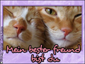 mein bester freund,freund,Ktschen,sss,knuddel,freundschaft,