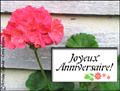 joyeux anniversaire, flicitations, granium, fleurs,