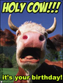 birthday,holy cow,funny,happy birthday,animal,
