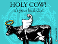 birthday, cow, happy, holy